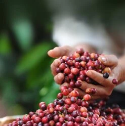 Nescafé Dolce Gusto Latte Macchiato Capsules - 90 Koffiecups -Koffie Verkoop Winkel 1190x1200