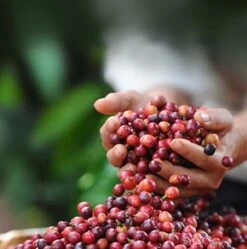 Nescafé Dolce Gusto Cortado Espresso Macchiato Capsules - 90 Koffiecups -Koffie Verkoop Winkel 1192x1200