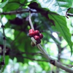 Kopi Luwak Koffie. 35 Gram Ongemalen Bonen. Direct Trade. Single Origin. The Original By Rich.Exclusive. -Koffie Verkoop Winkel 1200x1200 135