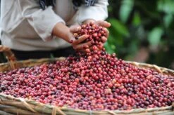 Starbucks Pike Place Medium Roast Koffiebonen - 4 Zakken à 450 Gram -Koffie Verkoop Winkel 1200x798 3