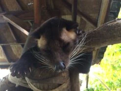 Kopi Luwak Koffie. 35 Gram Ongemalen Bonen. Direct Trade. Single Origin. The Original By Rich.Exclusive. -Koffie Verkoop Winkel 1200x900 3