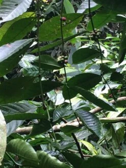 Kopi Luwak Koffie. 35 Gram Ongemalen Bonen. Direct Trade. Single Origin. The Original By Rich.Exclusive. -Koffie Verkoop Winkel 900x1200 1